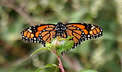 [The wings are fully extended as the butterfly is perched on a closed flower bud surrounded by leaves. The top of the wings are a straight line and the two black antennas are each bent down toward the outstretched wings. The white dots on the black boday are a blob in the center while white dots in black bands cover the outer edges of both the upper and lower wings. The main color of the wings is orange with thick black outlining each individual orange segment.]